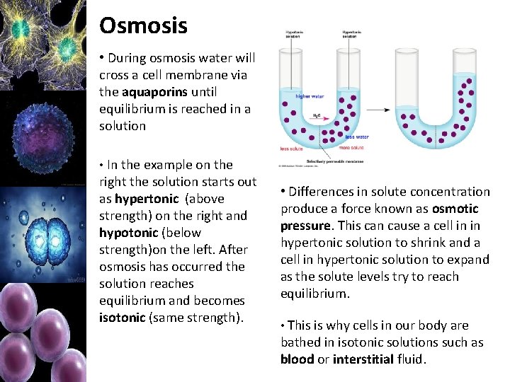 Osmosis • During osmosis water will cross a cell membrane via the aquaporins until