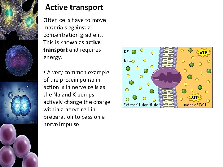 Active transport Often cells have to move materials against a concentration gradient. This is