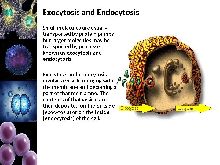 Exocytosis and Endocytosis Small molecules are usually transported by protein pumps but larger molecules