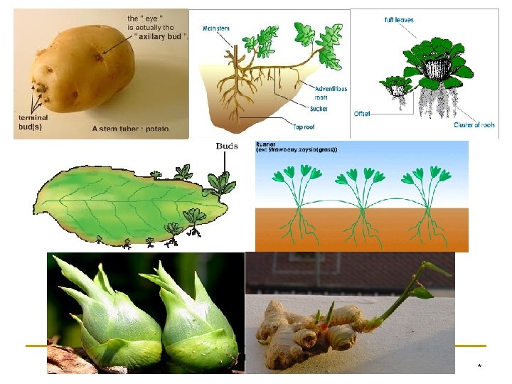 REPRODUCTION IN ORGANISMCLASS XII BIOLOGY * 