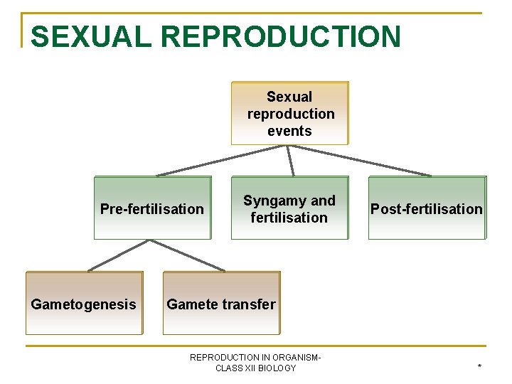 SEXUAL REPRODUCTION Sexual reproduction events Pre-fertilisation Gametogenesis Syngamy and fertilisation Post-fertilisation Gamete transfer REPRODUCTION