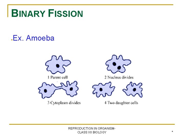 BINARY FISSION ● Ex. Amoeba REPRODUCTION IN ORGANISMCLASS XII BIOLOGY * 