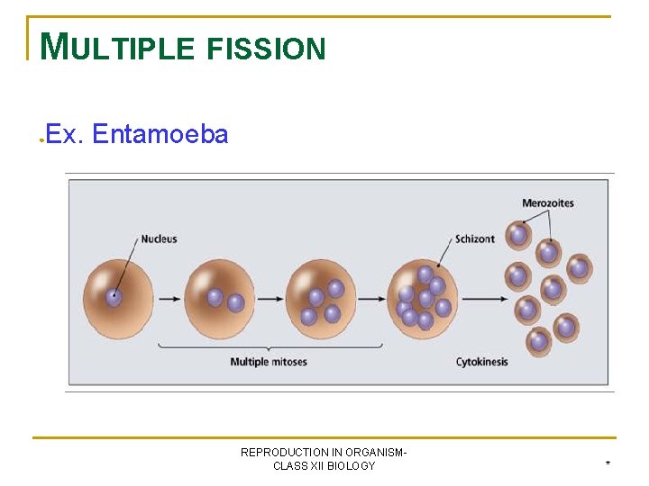 MULTIPLE FISSION ● Ex. Entamoeba REPRODUCTION IN ORGANISMCLASS XII BIOLOGY * 