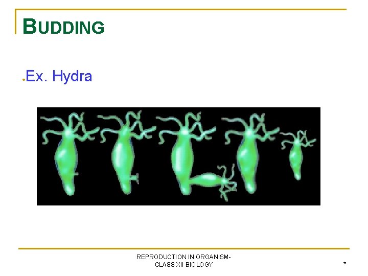 BUDDING ● Ex. Hydra REPRODUCTION IN ORGANISMCLASS XII BIOLOGY * 