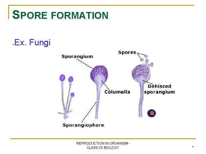 SPORE FORMATION ● Ex. Fungi REPRODUCTION IN ORGANISMCLASS XII BIOLOGY * 