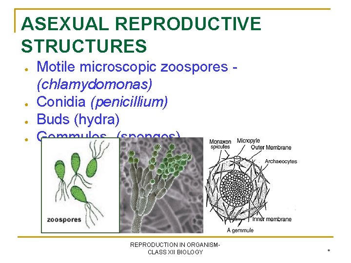 ASEXUAL REPRODUCTIVE STRUCTURES ● ● Motile microscopic zoospores (chlamydomonas) Conidia (penicillium) Buds (hydra) Gemmules-