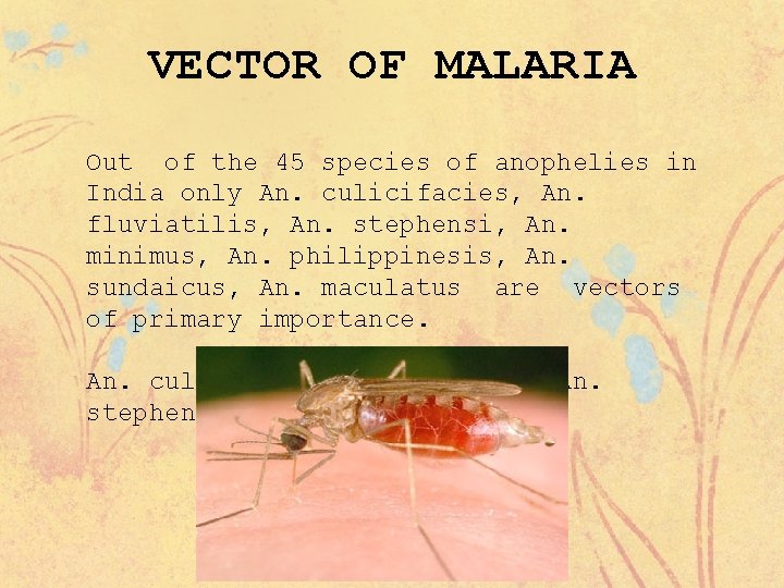 VECTOR OF MALARIA Out of the 45 species of anophelies in India only An.