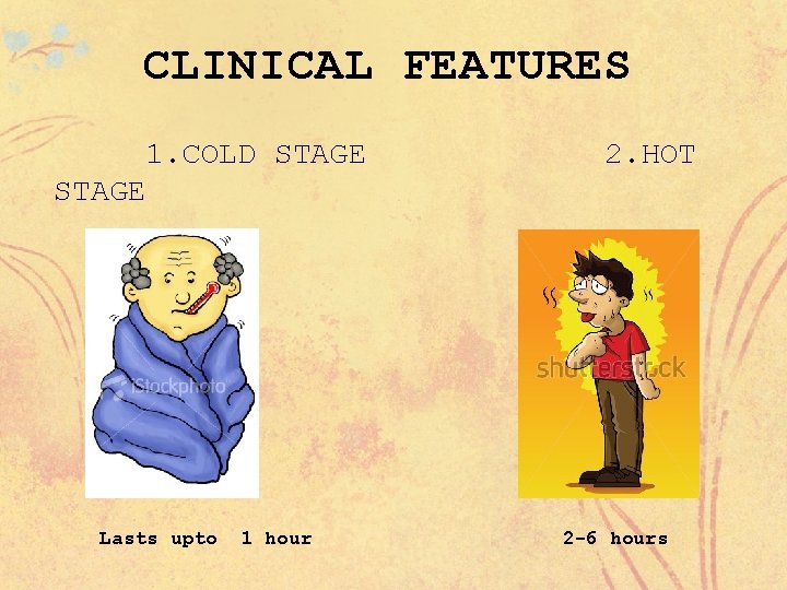 CLINICAL FEATURES 1. COLD STAGE 2. HOT STAGE Lasts upto 1 hour 2 -6