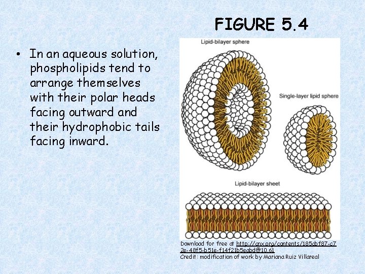 FIGURE 5. 4 • In an aqueous solution, phospholipids tend to arrange themselves with