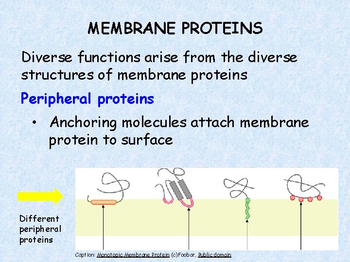 MEMBRANE PROTEINS Diverse functions arise from the diverse structures of membrane proteins Peripheral proteins