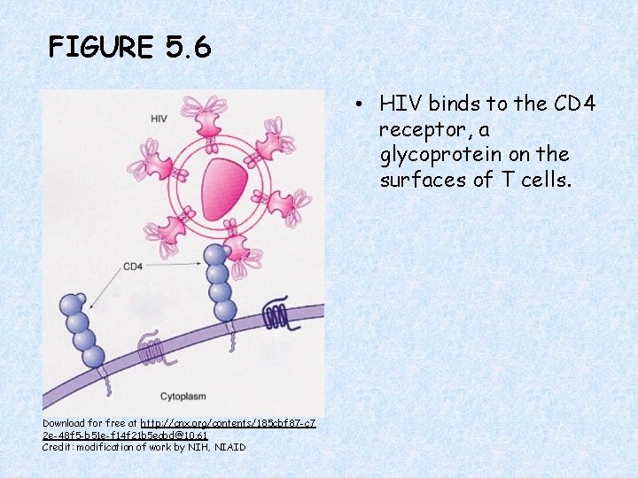 FIGURE 5. 6 • HIV binds to the CD 4 receptor, a glycoprotein on