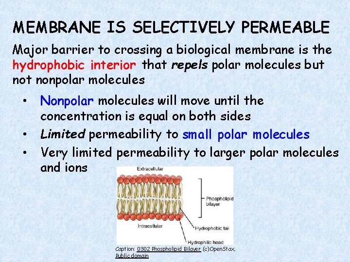 MEMBRANE IS SELECTIVELY PERMEABLE Major barrier to crossing a biological membrane is the hydrophobic