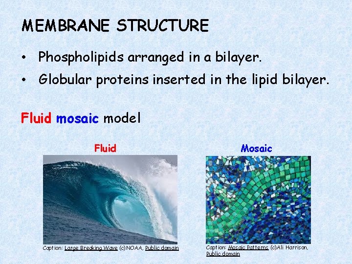 MEMBRANE STRUCTURE • Phospholipids arranged in a bilayer. • Globular proteins inserted in the