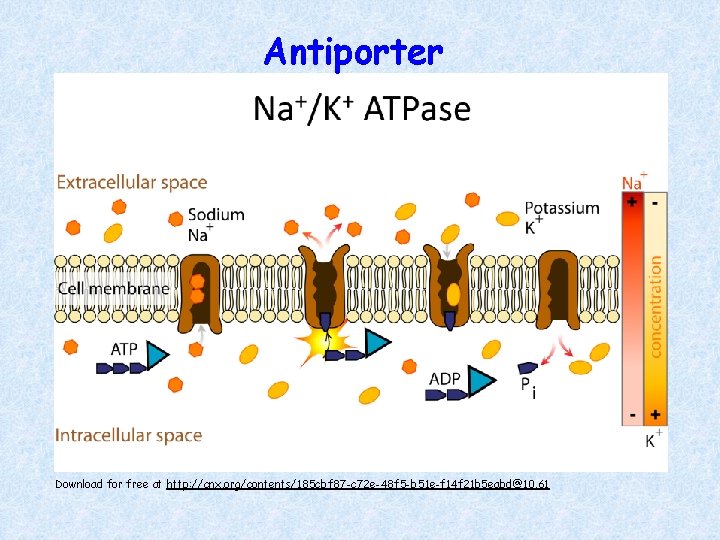 Antiporter Download for free at http: //cnx. org/contents/185 cbf 87 -c 72 e-48 f