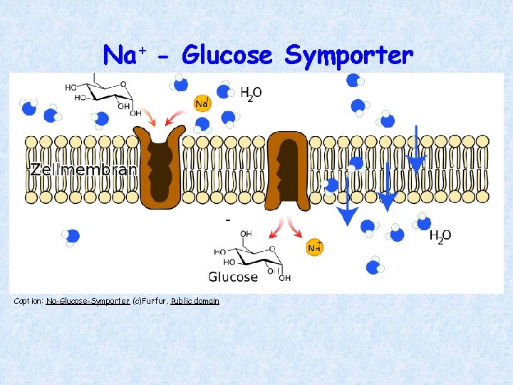 Na+ - Glucose Symporter Caption: Na-Glucose-Symporter (c)Furfur, Public domain 