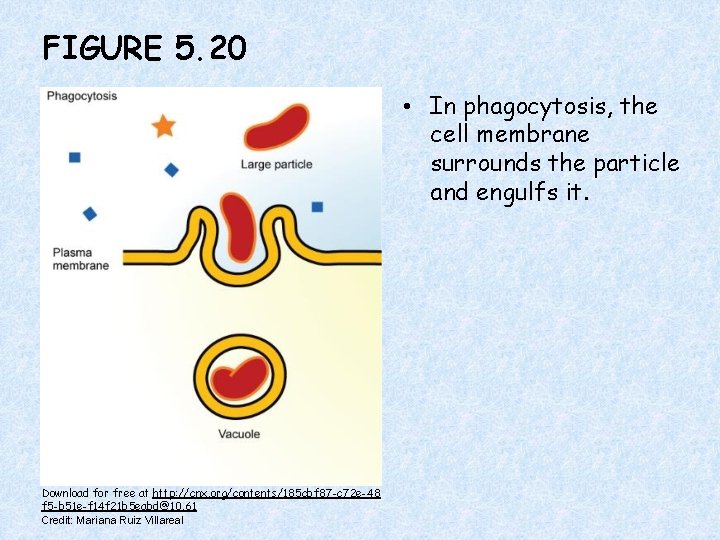 FIGURE 5. 20 • In phagocytosis, the cell membrane surrounds the particle and engulfs