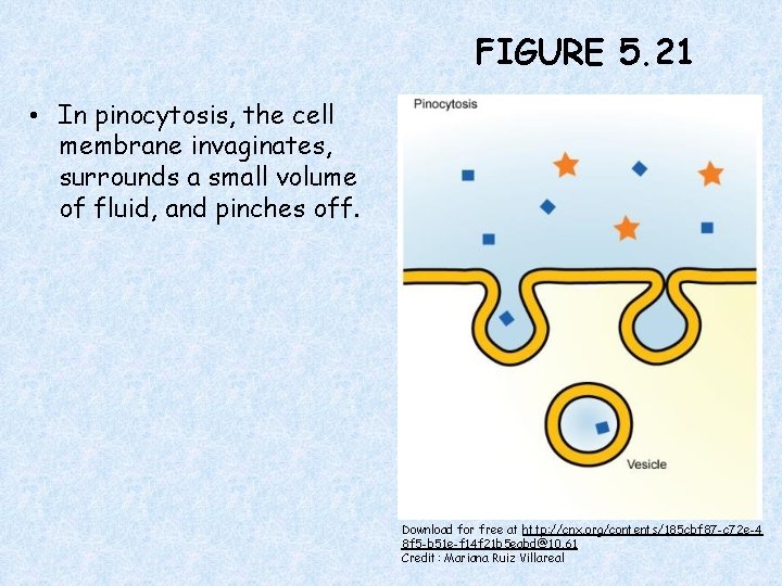 FIGURE 5. 21 • In pinocytosis, the cell membrane invaginates, surrounds a small volume