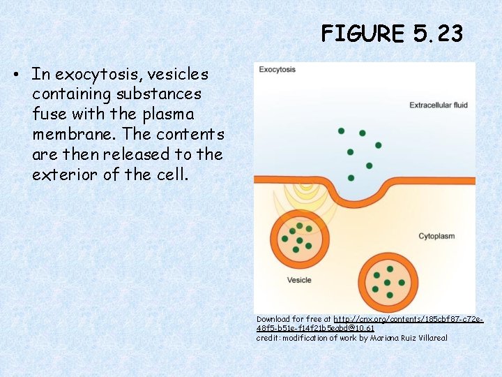FIGURE 5. 23 • In exocytosis, vesicles containing substances fuse with the plasma membrane.
