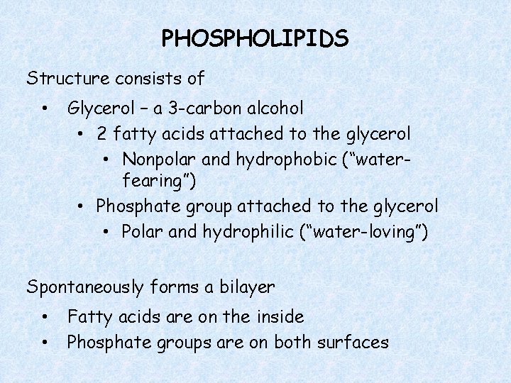 PHOSPHOLIPIDS Structure consists of • Glycerol – a 3 -carbon alcohol • 2 fatty