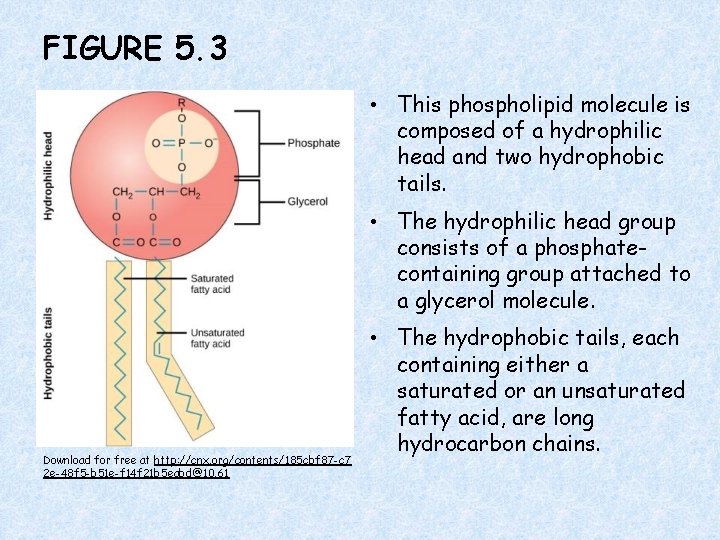FIGURE 5. 3 • This phospholipid molecule is composed of a hydrophilic head and