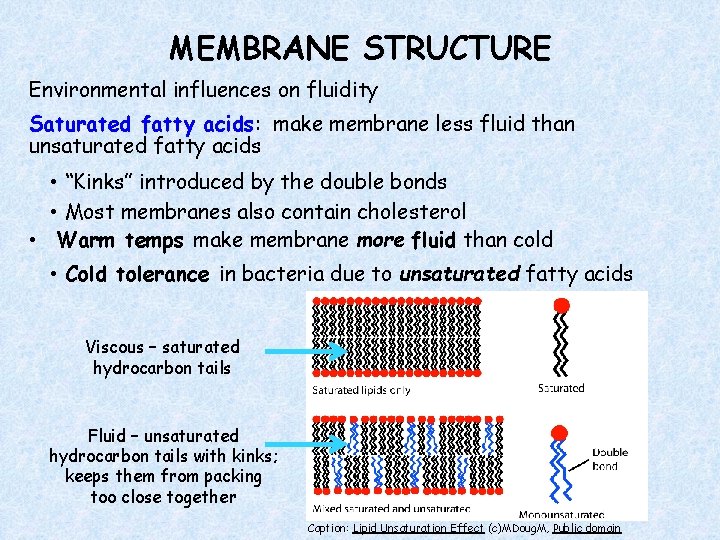 MEMBRANE STRUCTURE Environmental influences on fluidity Saturated fatty acids: make membrane less fluid than