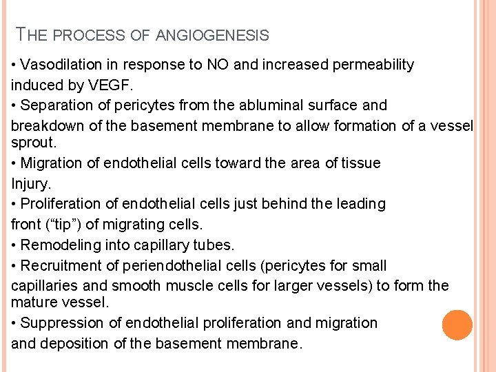 THE PROCESS OF ANGIOGENESIS • Vasodilation in response to NO and increased permeability induced