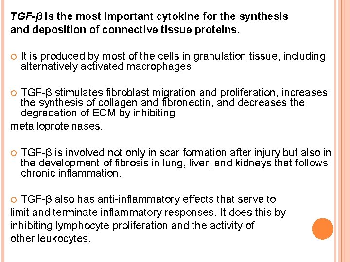 TGF-β is the most important cytokine for the synthesis and deposition of connective tissue