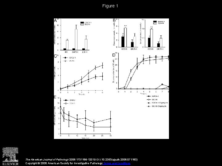 Figure 1 The American Journal of Pathology 2008 1731186 -1201 DOI: (10. 2353/ajpath. 2008.