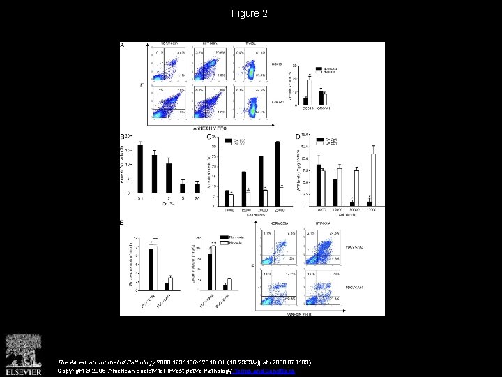 Figure 2 The American Journal of Pathology 2008 1731186 -1201 DOI: (10. 2353/ajpath. 2008.