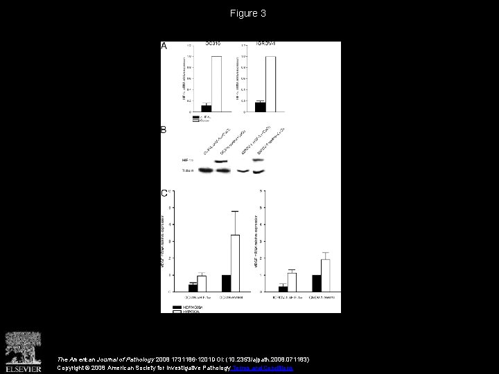 Figure 3 The American Journal of Pathology 2008 1731186 -1201 DOI: (10. 2353/ajpath. 2008.