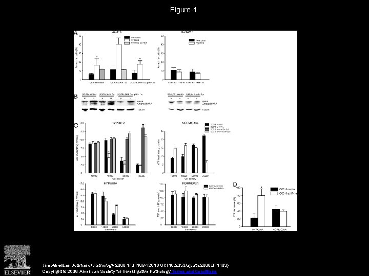 Figure 4 The American Journal of Pathology 2008 1731186 -1201 DOI: (10. 2353/ajpath. 2008.