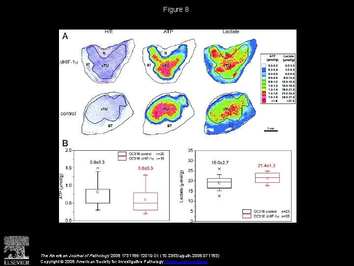 Figure 8 The American Journal of Pathology 2008 1731186 -1201 DOI: (10. 2353/ajpath. 2008.
