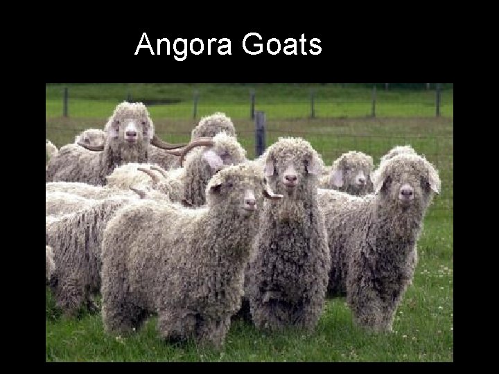 Angora Goats 