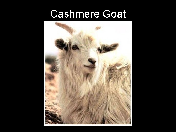 Cashmere Goat 