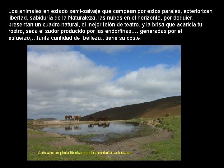 Loa animales en estado semi-salvaje que campean por estos parajes, exteriorizan libertad, sabiduría de