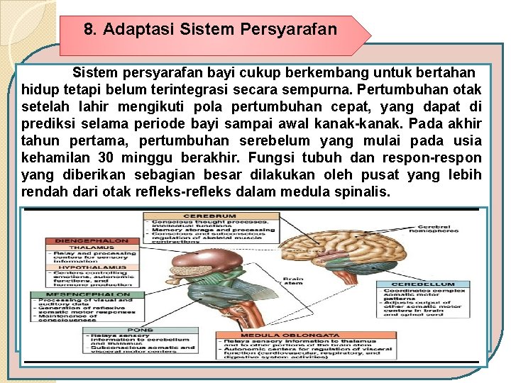 8. Adaptasi Sistem Persyarafan Sistem persyarafan bayi cukup berkembang untuk bertahan hidup tetapi belum