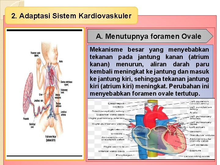 2. Adaptasi Sistem Kardiovaskuler A. Menutupnya foramen Ovale Mekanisme besar yang menyebabkan tekanan pada
