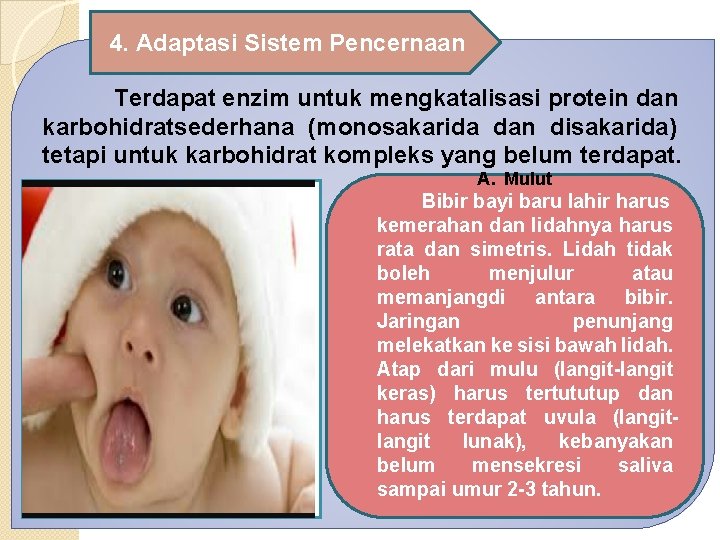 4. Adaptasi Sistem Pencernaan Terdapat enzim untuk mengkatalisasi protein dan karbohidratsederhana (monosakarida dan disakarida)