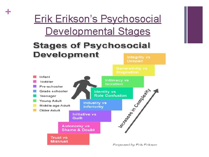 + Erikson’s Psychosocial Developmental Stages 