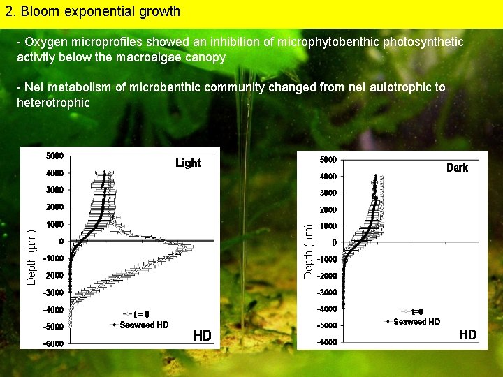 2. Bloom exponential growth - Oxygen microprofiles showed an inhibition of microphytobenthic photosynthetic activity