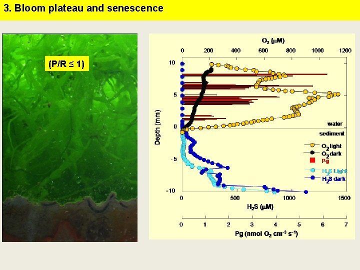 3. Bloom plateau and senescence (P/R ≤ 1) 