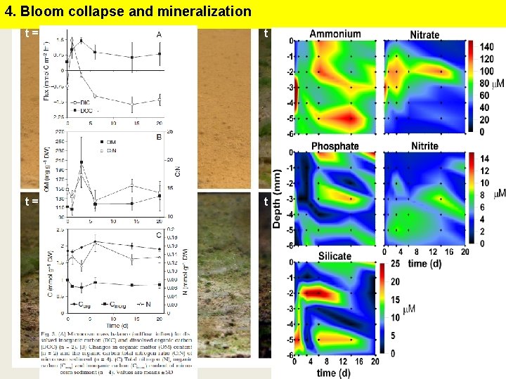 4. Bloom collapse and mineralization t=0 t=2 t=6 t = 20 