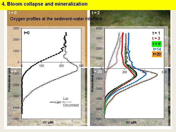 4. Bloom collapse and mineralization t=0 t=2 Oxygen profiles at the sediment-water interface 3000