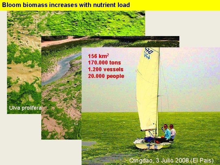 Bloom biomass increases with nutrient load 156 km 2 170. 000 tons 1. 200