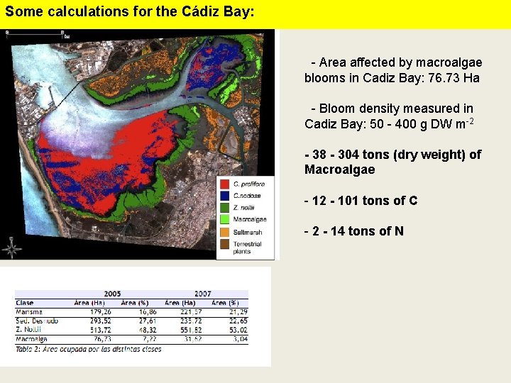 Some calculations for the Cádiz Bay: - Area affected by macroalgae blooms in Cadiz
