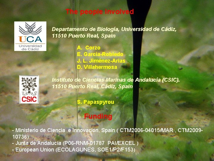 The people involved Departamento de Biología, Universidad de Cádiz, 11510 Puerto Real, Spain A.