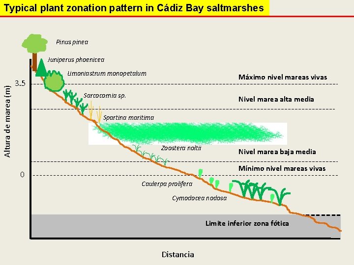 Typical plant zonation pattern in Cádiz Bay saltmarshes Pinus pinea Altura de marea (m)