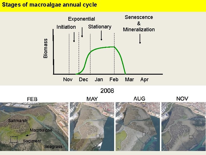 Stages of macroalgae annual cycle Exponential Stationary Biomass Initiation Senescence & Mineralization Nov Dec