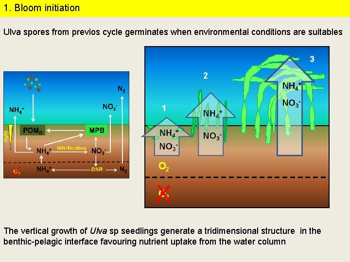 1. Bloom initiation Ulva spores from previos cycle germinates when environmental conditions are suitables