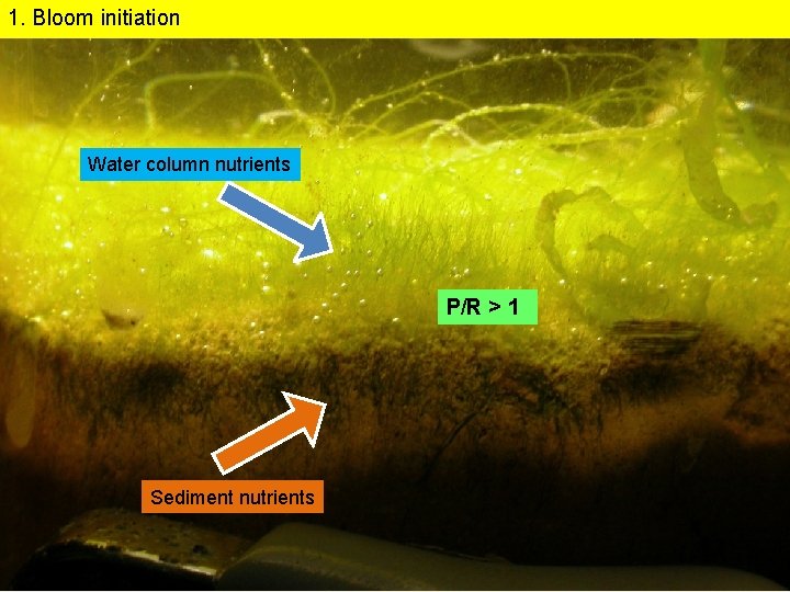 1. Bloom initiation Water column nutrients P/R > 1 Sediment nutrients 
